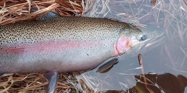 Rainbow trout fishing 2023!